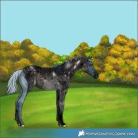 Horse Color:ERROR: UNKNOWN ANOMALY