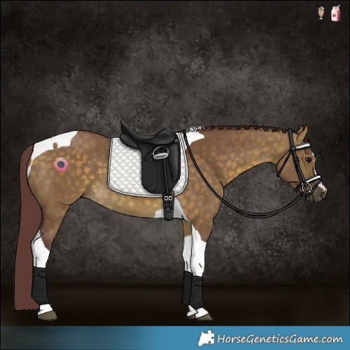 Horse Color:Chocolate Buckskin Dun Tobiano 
