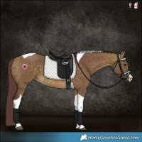 Horse Color:Chocolate Buckskin Dun Tobiano
