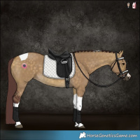 Horse Color:Chocolate Buckskin Dun Tobiano 
