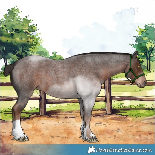 Horse Color:Liver Red Roan