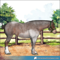 Horse Color:Liver Red Roan 