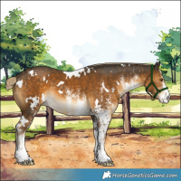 Horse Color:White Spotted Chocolate Palomino 