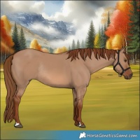 Horse Color:Red Dun Rabicano