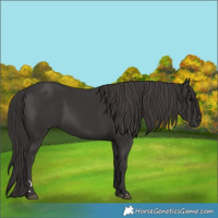 Horse Color:Smoky Black 