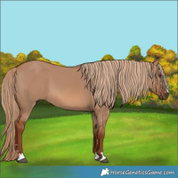 Horse Color:Red Dun 