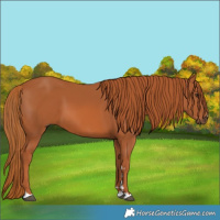 Horse Color:Chestnut 