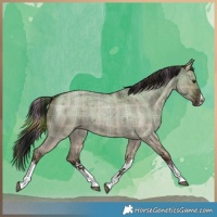 Horse Color:Plaid White Spotted Liver Red Dun Roan