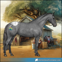 Horse Color:Black Appaloosa Rabicano 