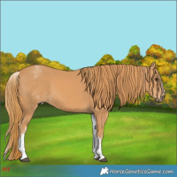 Horse Color:White Spotted Chestnut 