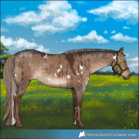 Horse Color:White Spotted Liver Red Dun Rabicano Brindle