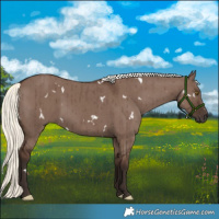 Horse Color:White Spotted Liver Red Dun Mushroom Rabicano Brindle