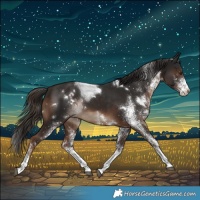 Horse Color:White Spotted Liver Chestnut