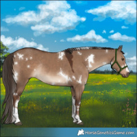 Horse Color:White Spotted Liver Red Dun Tobiano Rabicano 