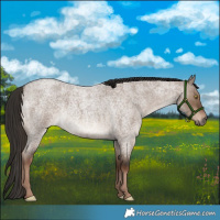 Horse Color:Liver Red Dun Roan 