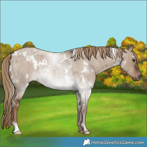 Horse Color:White Spotted Liver Red Dun Roan 