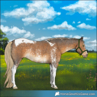 Horse Color:Chocolate Palomino Sabino Tobiano Rabicano