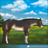 Horse Color:Liver Chestnut Tobiano Rabicano