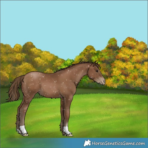 Horse Color:Gray Black Pearl Appaloosa 