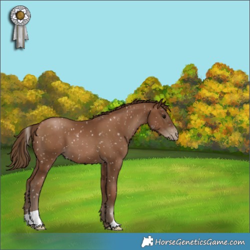 Horse Color:Gray Black Pearl Appaloosa 