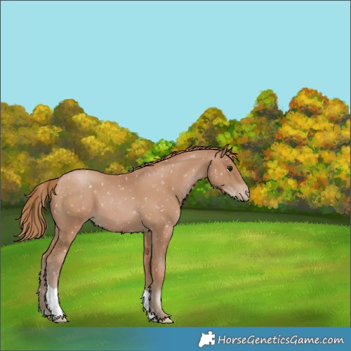 Horse Color:Black Pearl Appaloosa