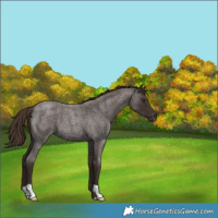 Horse Color:Liver Red Roan