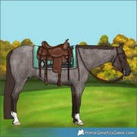 Horse Color:Liver Red Roan 