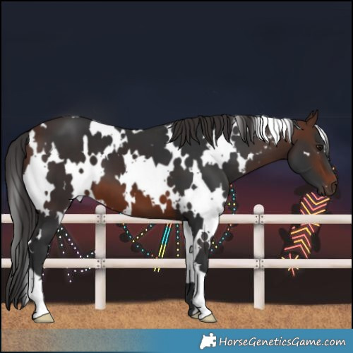 Horse Color:White Spotted Brown 