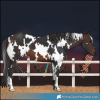 Horse Color:White Spotted Brown 