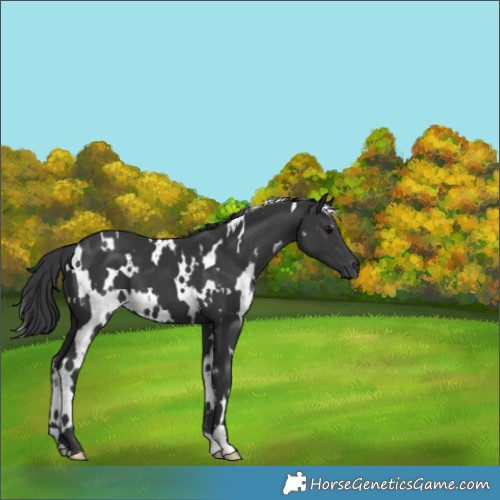 Horse Color:White Spotted Black 