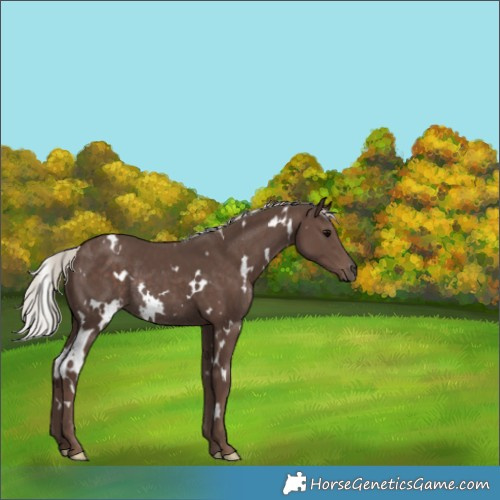 Horse Color:White Spotted Silver Black Rabicano