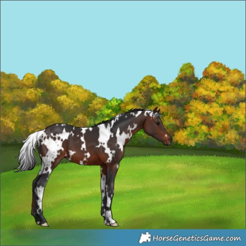 Horse Color:White Spotted Brown 