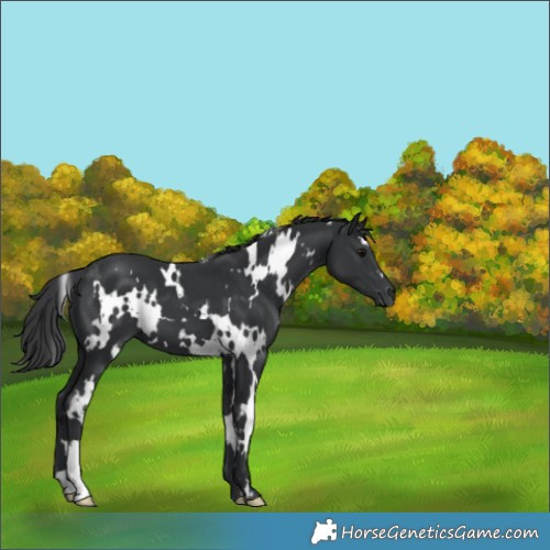 Horse Color:White Spotted Black 