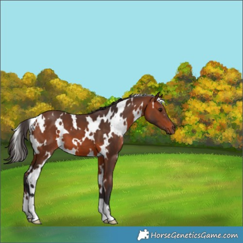 Horse Color:White Spotted Bay 