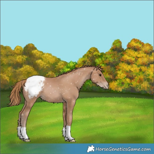 Horse Color:Black Pearl Appaloosa 