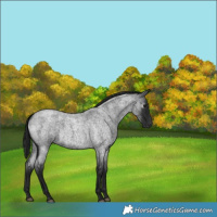 Horse Color:Gray Brown Roan 