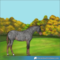 Horse Color:Liver Red Roan 