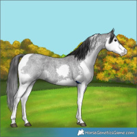 Horse Color:Blue Roan Splash Tobiano Rabicano