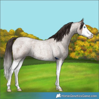 Horse Color:Classic Champagne Roan Splash
