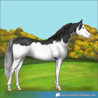 Horse Color:Black Splash