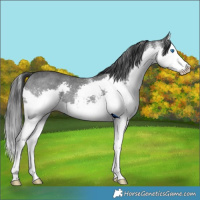 Horse Color:White Spotted Black Splash Rabicano
