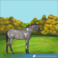 Horse Color:White Spotted Brown Roan 