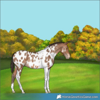Horse Color:Sable Champagne Tobiano Appaloosa 