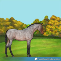 Horse Color:Brown Roan