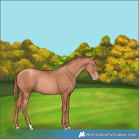 Horse Color:Gold Champagne Rabicano 