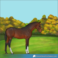 Horse Color:Bay Tobiano Rabicano 