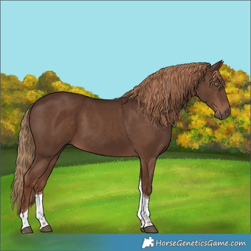 Horse Color:Liver Chestnut Tobiano