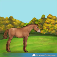 Horse Color:Gray Gold Champagne 