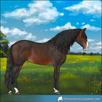 Horse Color:Bay Splash 