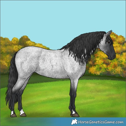 Horse Color:Blue Roan 